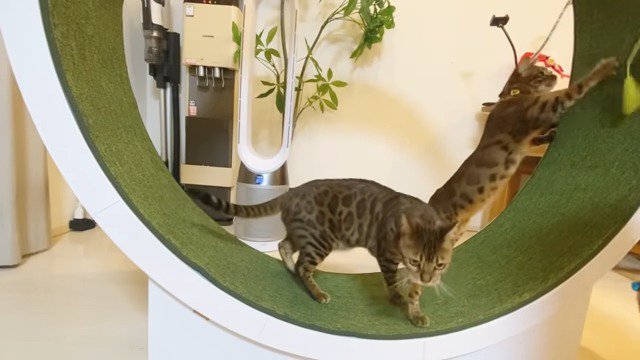 猫じゃらしで遊ぼうとするニコくん