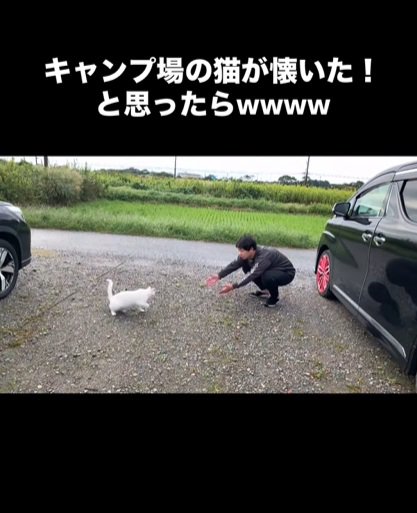 歩き出す猫