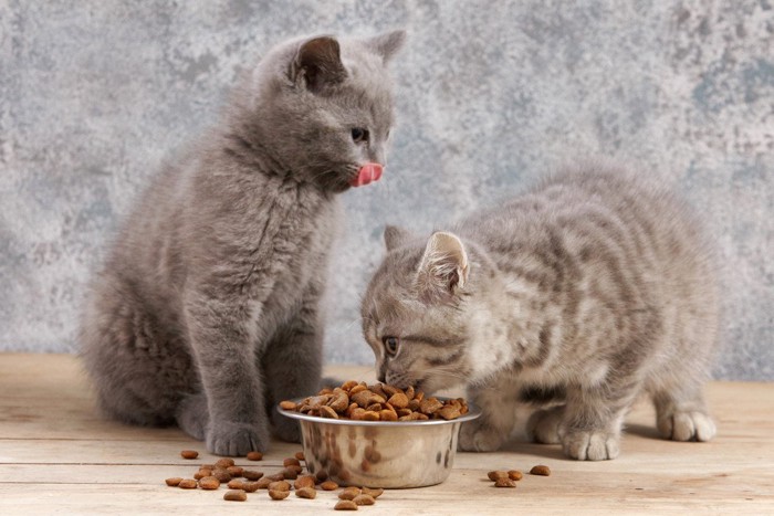 食べこぼす猫二匹