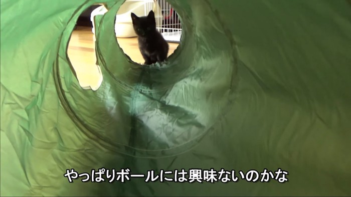 トンネルの向こうから見てる猫