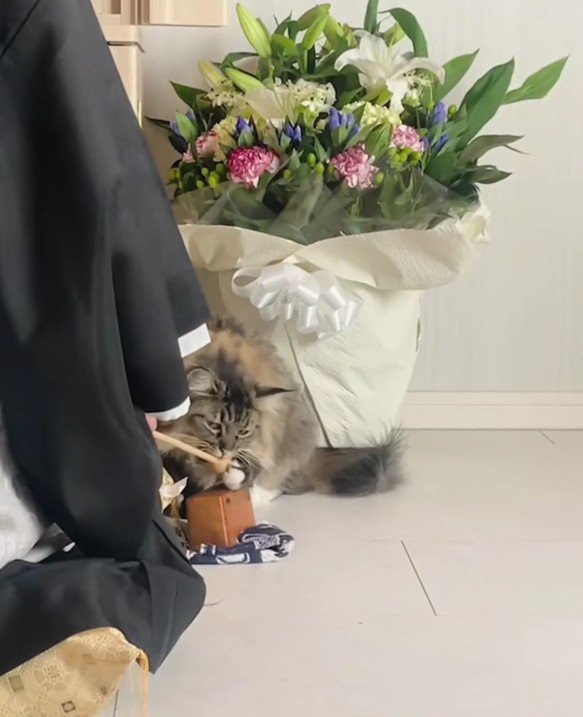 お坊さんと猫
