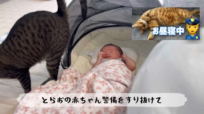 テロップ「とらおの~」