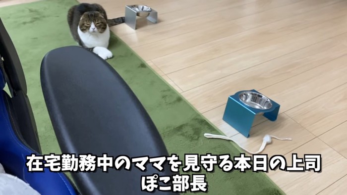 カーペットの上にいる猫