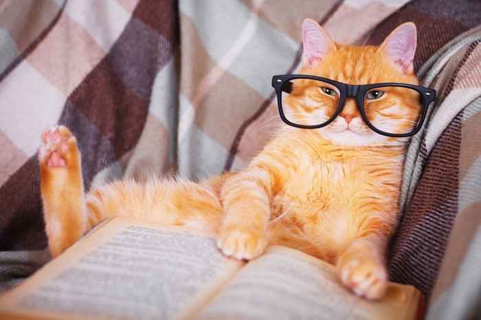 賢そうな猫