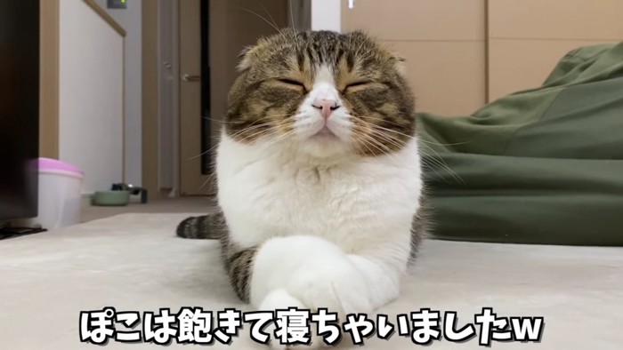 寝る猫