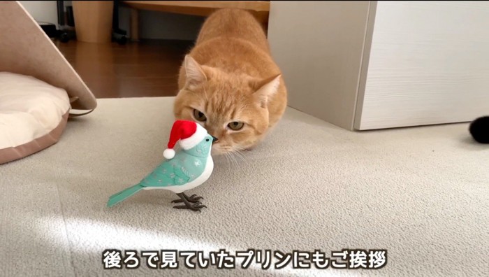 鳥のおもちゃに顔を近づける茶トラ猫