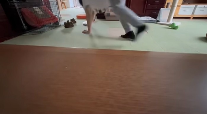 四足歩行で走る母