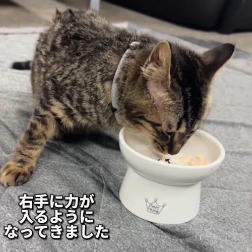 ごはんを食べる子猫