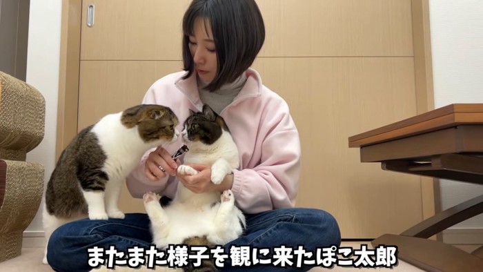 顔を近づける2匹の猫