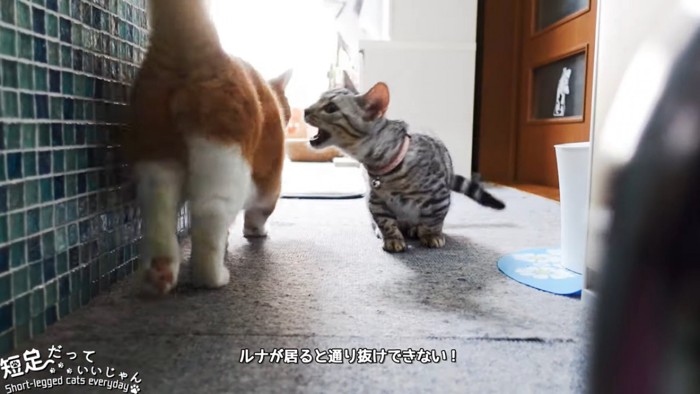 茶色い猫に噛みつこうとする猫