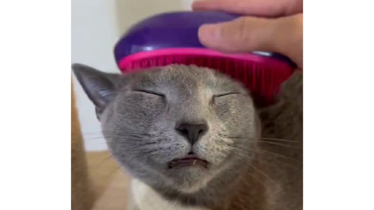 ブラッシングされている猫