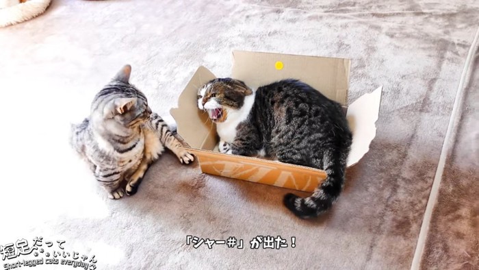 威嚇する猫