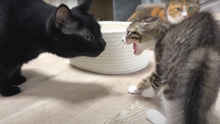 黒猫に威嚇する子猫