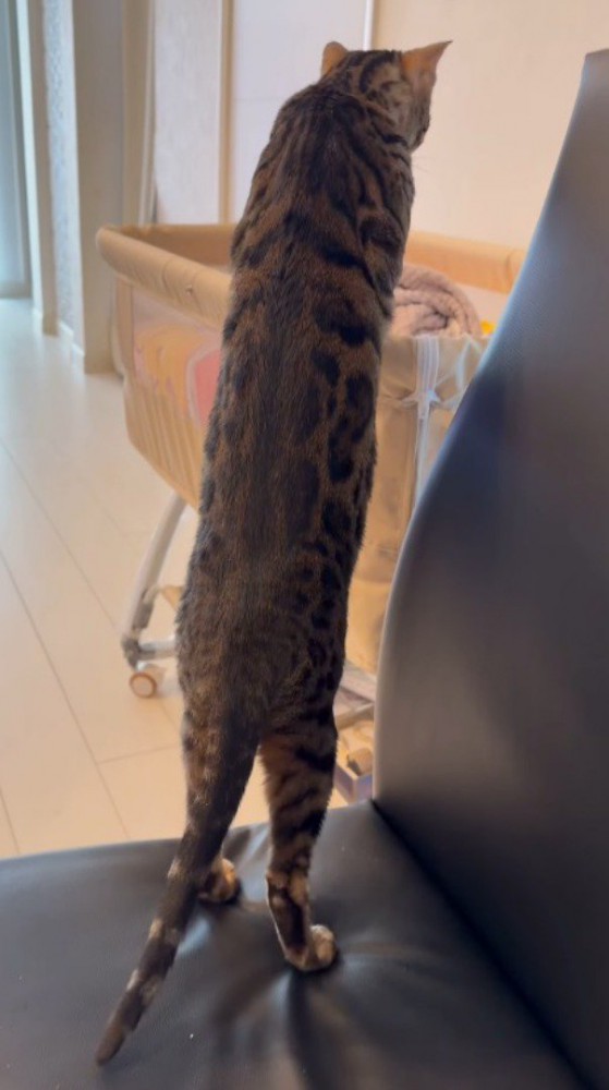 ベビーベッドにいる赤ちゃんの様子を覗き込む猫