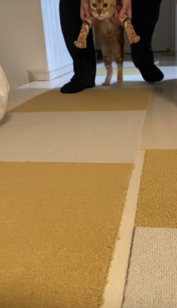 二足歩行する猫の写真2