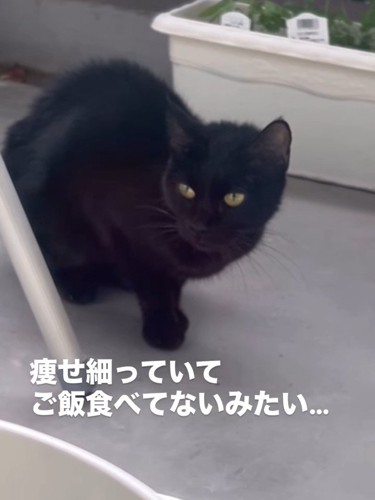 座っている猫