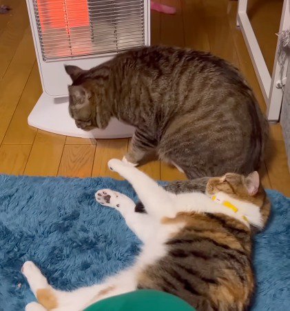 三毛猫とヒーターの間に座ろうとするキジトラ猫