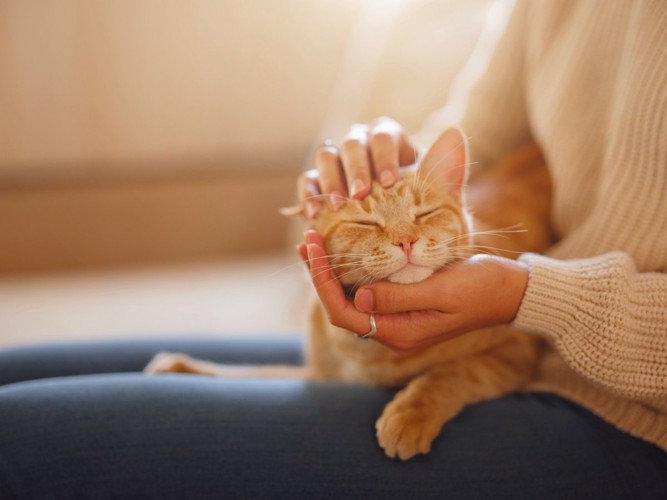 飼い主さんに撫でられて幸せそうな猫