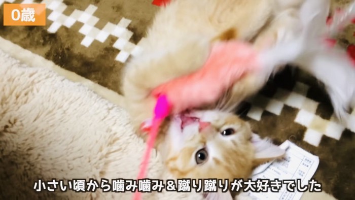 猫用おもちゃで遊ぶ子猫