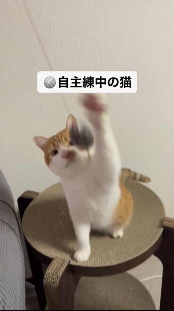 ボールで遊ぶ猫