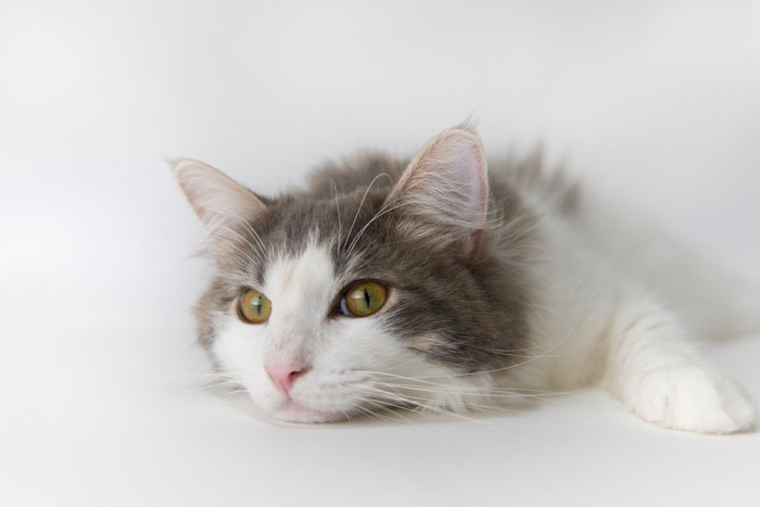 何となく元気がない子猫