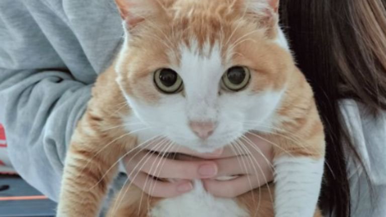 女性に抱かれている猫