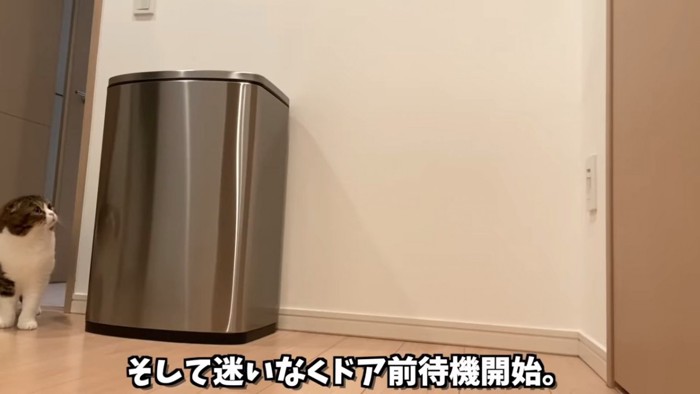 ドアを見つめて座る猫