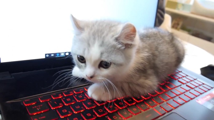 ノートパソコンのキーボード上に寝ころんだ子猫