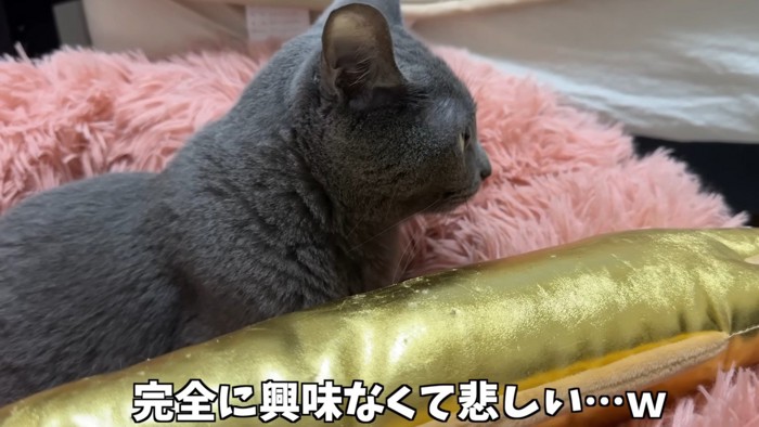 ウツボのおもちゃから目をそらす猫