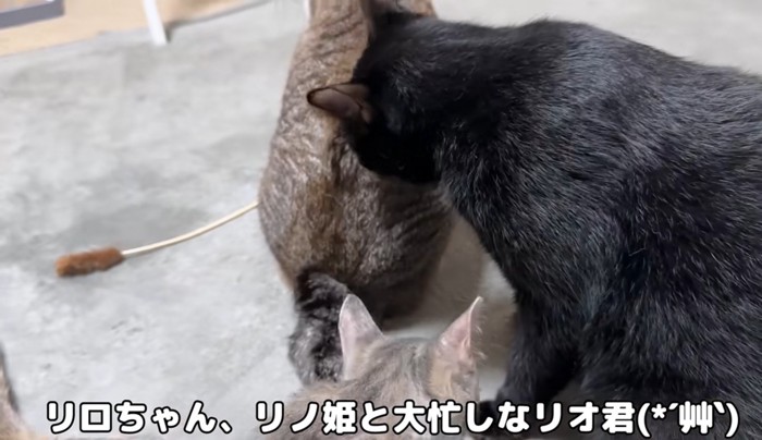 猫を毛づくろいする黒猫