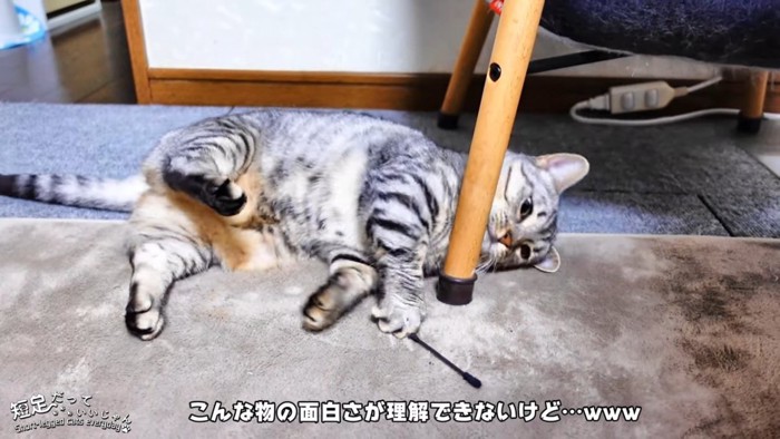 寝転んで遊ぶ猫