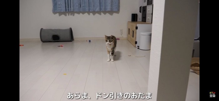 それに引くたまちゃん