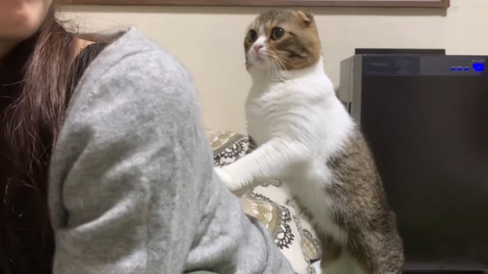 飼い主さんにタッチする猫