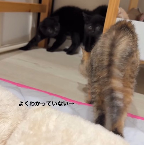 背中を丸めるキジトラ柄の子猫