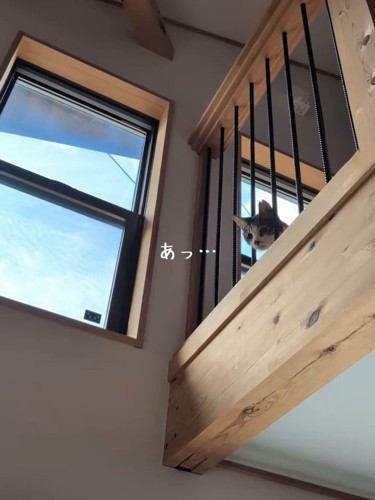下をのぞく猫