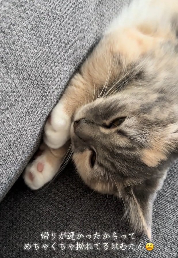 寝る猫