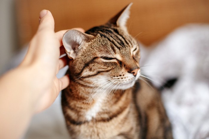 猫を撫でる女性の手