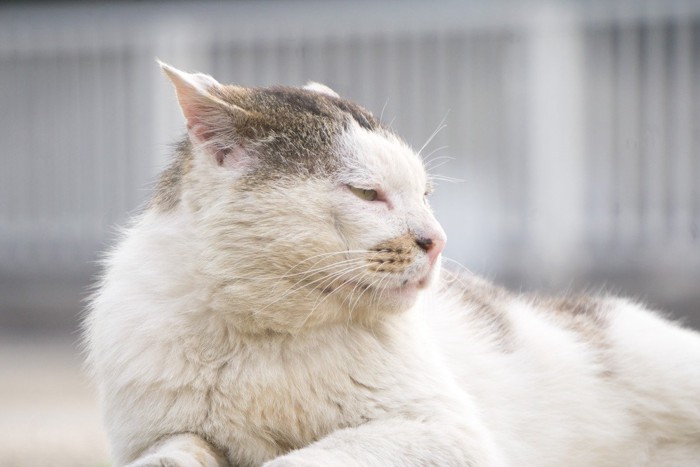 高齢の猫の横顔