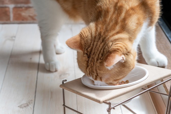 食事する猫