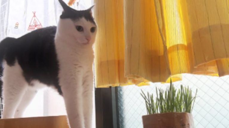 猫と猫草