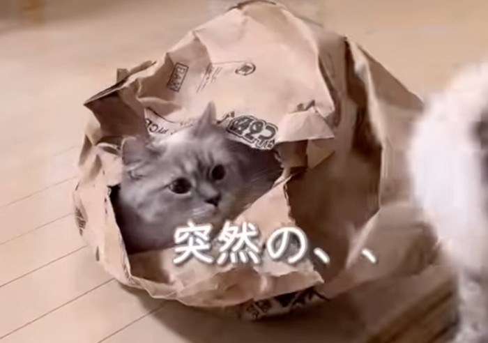 放心状態の猫