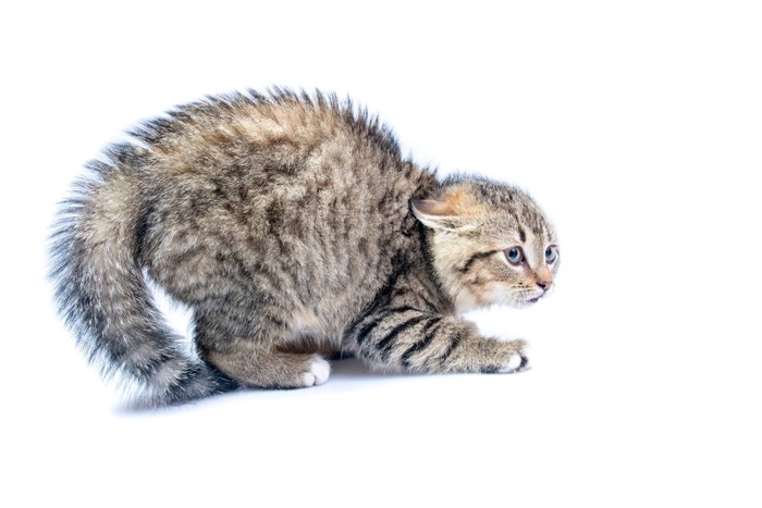 耳を倒して毛を逆立てる猫