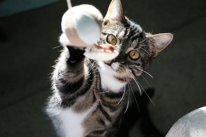 おもちゃに猫パンチをする猫