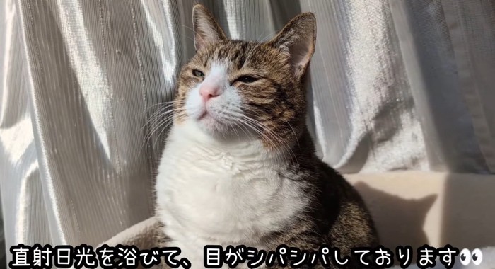 日向ぼっこする猫