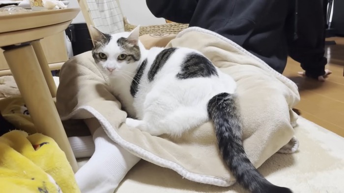 あぐらをかいたお膝に乗る猫ちゃん