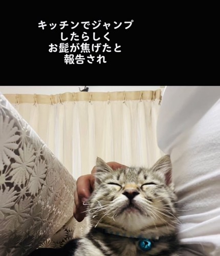 パパに抱っこされて寝る子猫