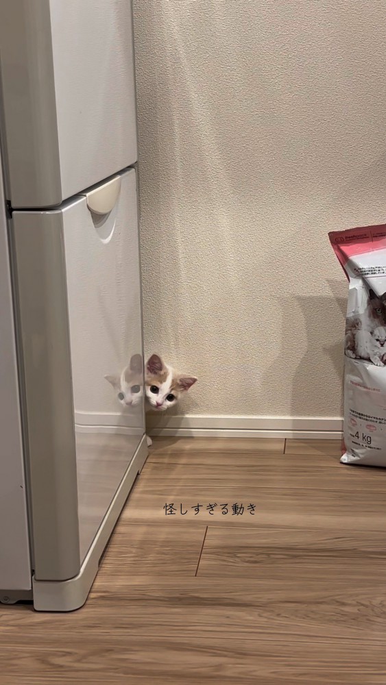 何度も隠れては顔をだすおもちちゃん