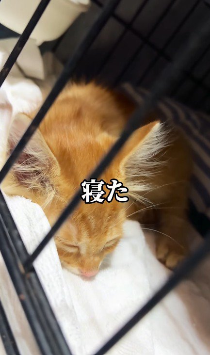 寝ている子猫