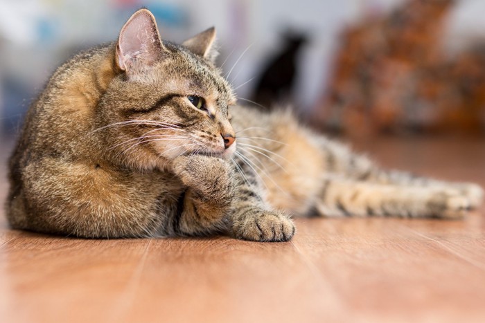 フローリングに寝そべって前足をなめる猫