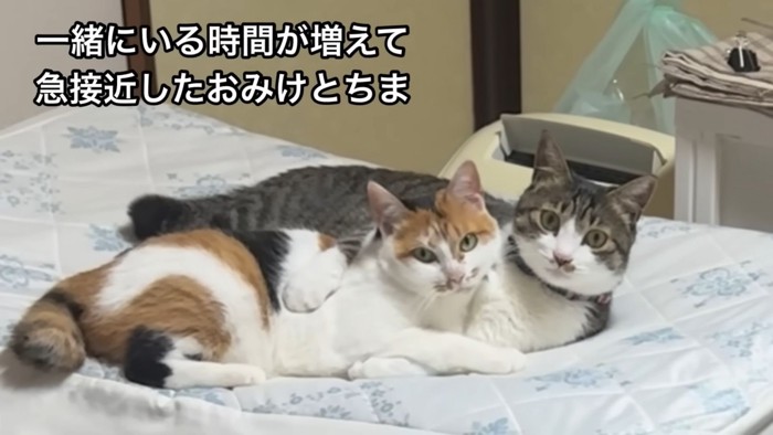 テロップ「ちまが毛繕いを～」